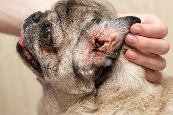 Senior pug with a sore ear. Ear mites, allergic otitis media, dirty auricle