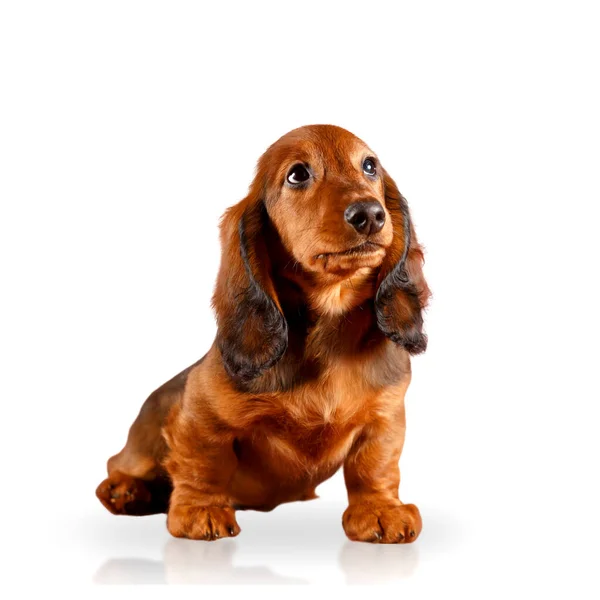 Kahverengi uzun saçlı köpek yavrusu beyaz arka planda izole edilmiş.