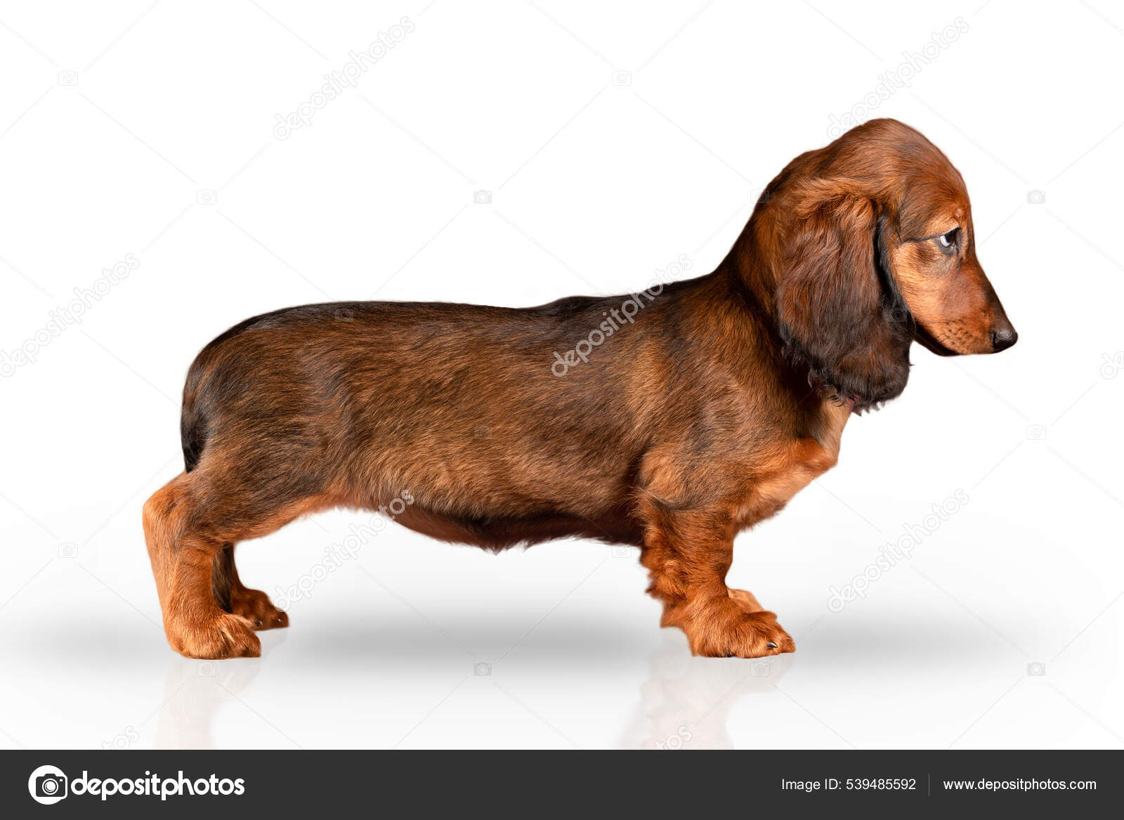 long red haired dachshund