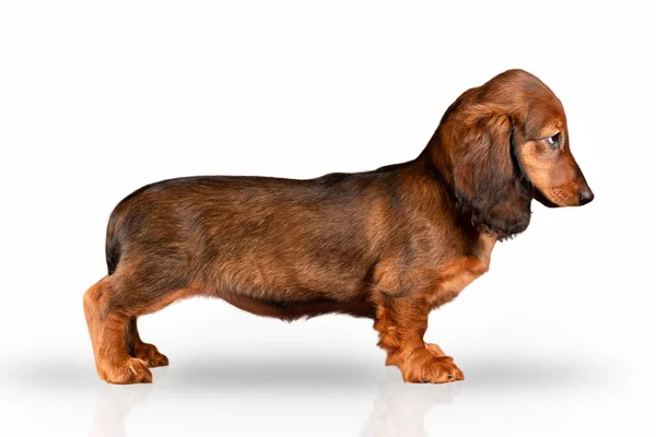 Cachorrinho de pêlo comprido ruivo dachshund fica guiltilmente isolado no fundo branco — Fotografia de Stock