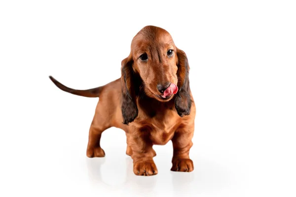 Beyaz arka planda izole edilmiş kızıl uzun saçlı dachshund köpeği yalıyor.