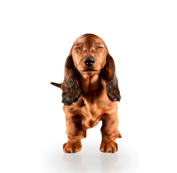 Kızıl uzun saçlı dachshund köpeği gözleri kapalı ayakta duruyor. Beyaz arkaplanda izole