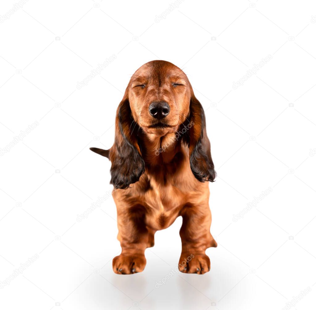 The puppy of the red long-haired dachshund stands with his eyes closed. Isolated on white background