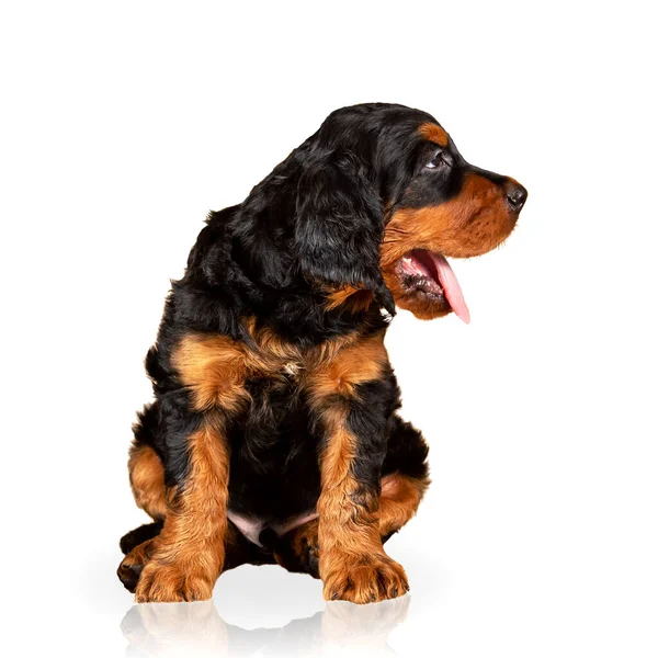 Retrato de un adorable cachorro setter Gordon aislado sobre fondo blanco —  Fotos de Stock