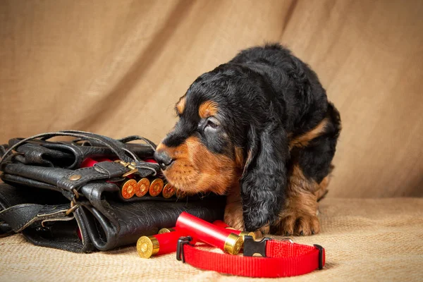 Tapılası siyah ve bronz Gordon Setter köpeği kırmızı kartuşlarla dolu bir avcı çantasının yanında oturuyor.. 