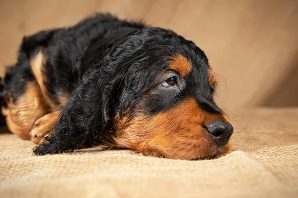 黒と日焼けのゴードンセッターのかわいい子犬が膝の上に横たわっており、離れて見て — ストック写真