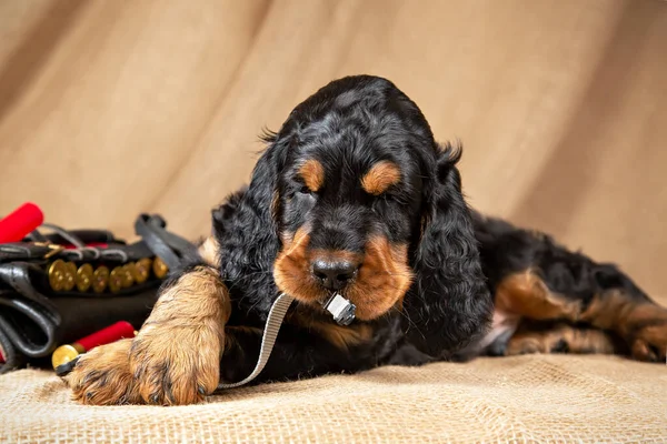 Tapılası siyah ve bronz bir Gordon köpek yavrusu yakasında kırmızı kartuşlar ve ısırıklarla bir avcı çantasının yanında oturuyor.