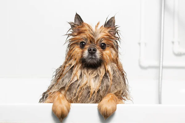Cute cheerful wet red pomeranian peeking out of the white bathroom — Stock Photo, Image