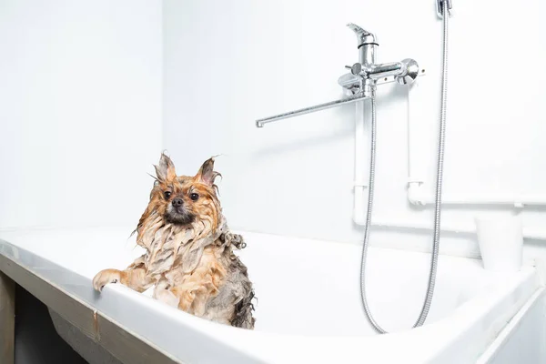 Pet grooming. Cute wet red pomeranian stands in a white bathroom