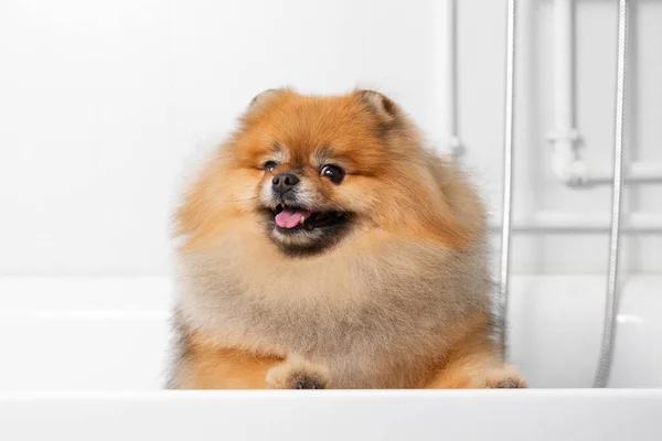Pet grooming. Cute fluffy cheerful red Pomeranian peeking out of the white bathroom