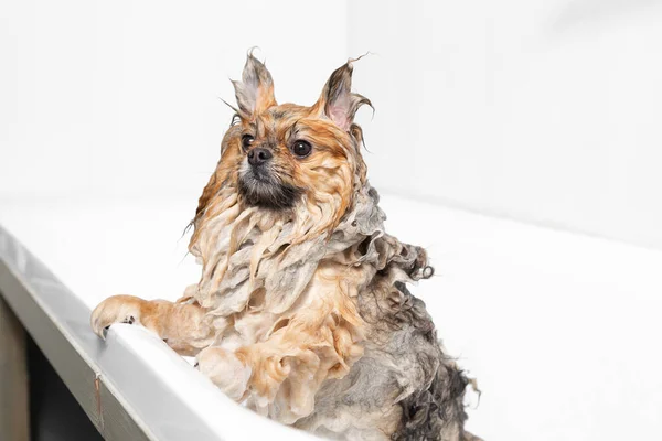 Pet grooming. Cute wet red pomeranian stands in a white bathroom