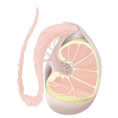 Anatomy and Function of Testes.