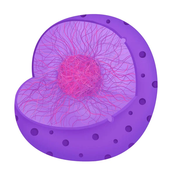 Ανατομία Των Κυττάρων Nucleus — Φωτογραφία Αρχείου