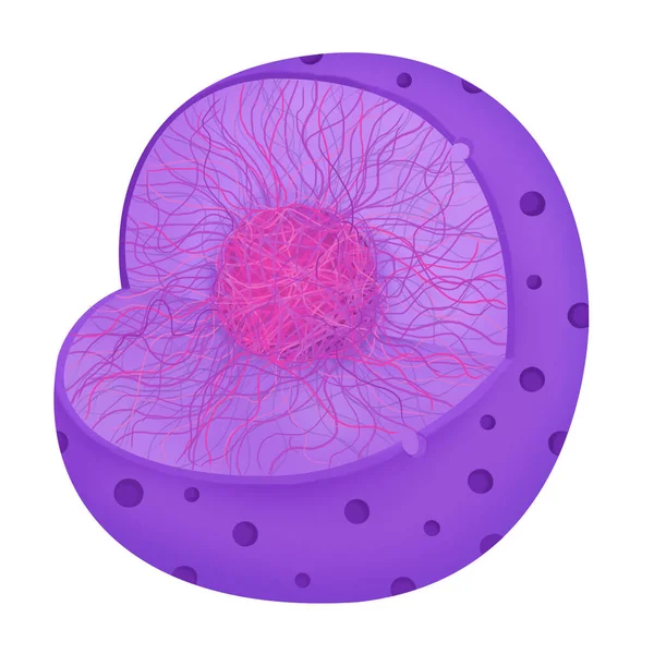 Anatomía Las Células Del Núcleo —  Fotos de Stock