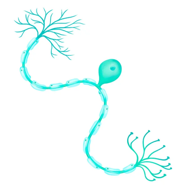 Unipolar Neuron Neuron Which Only One Process — Stok fotoğraf