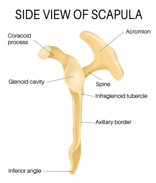 Side View Scapula — Fotografia de Stock