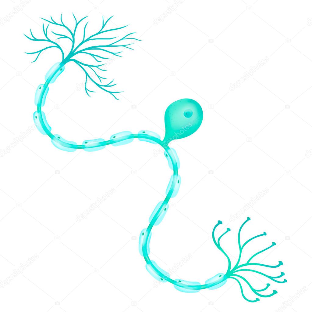 A unipolar neuron is a neuron in which only one process.