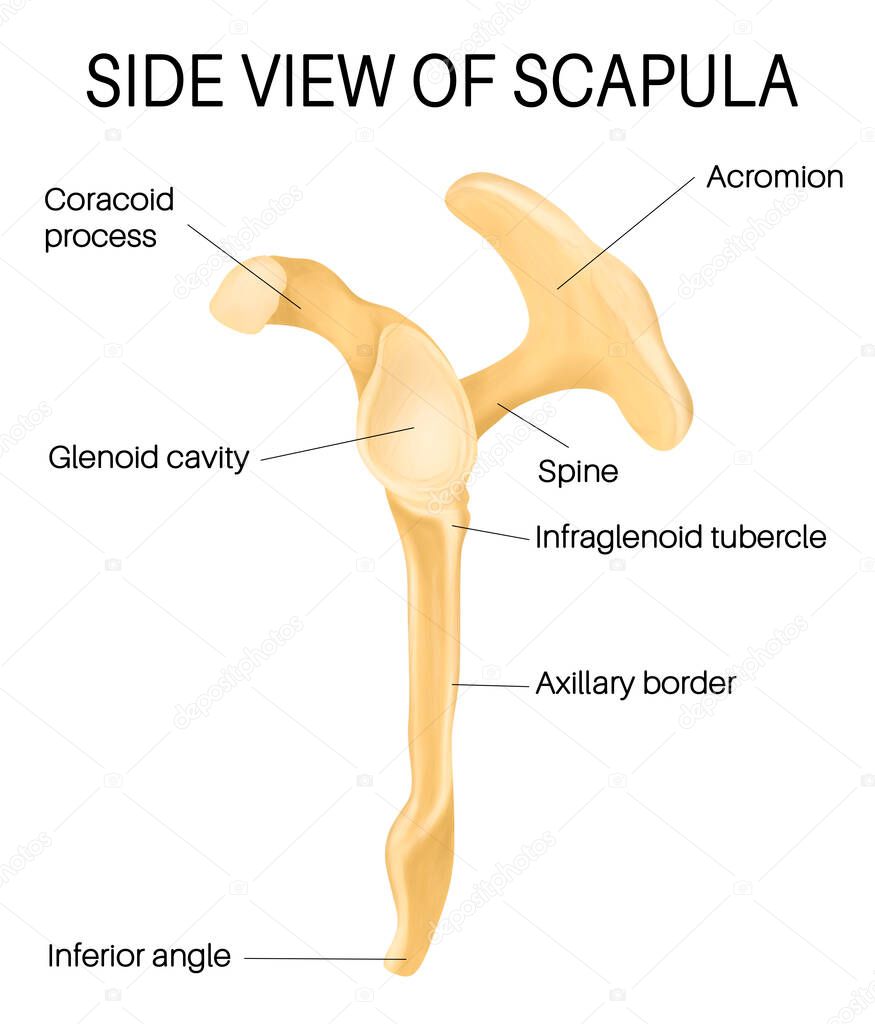 Side View Of Scapula