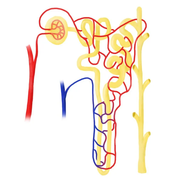 Nephron Basic Structural Functional Unit Kidneys — Stock Photo, Image