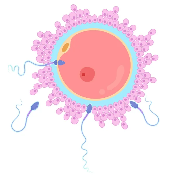 Fertilización Óvulos Humanos Esperma — Vector de stock