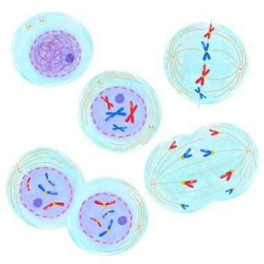 Mitosis, a process of cell duplication. clipart