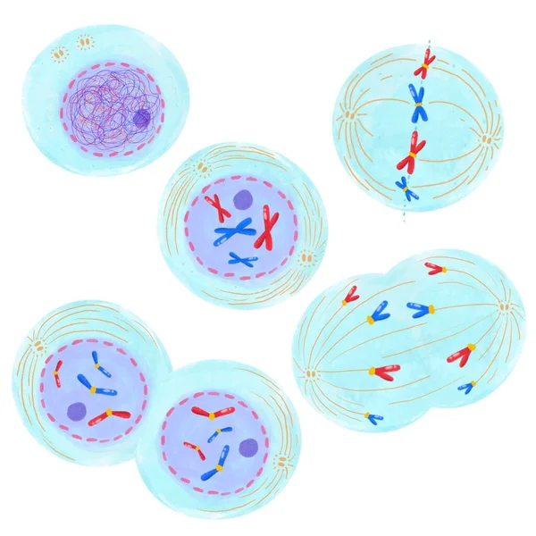 Mitosis Proceso Duplicación Celular —  Fotos de Stock