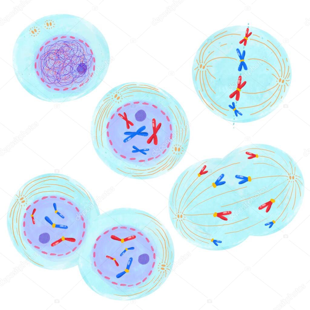 Mitosis, a process of cell duplication.