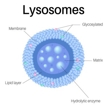Lysosomlar membran kaplı organellerdir. Hücrede Lysosomes.
