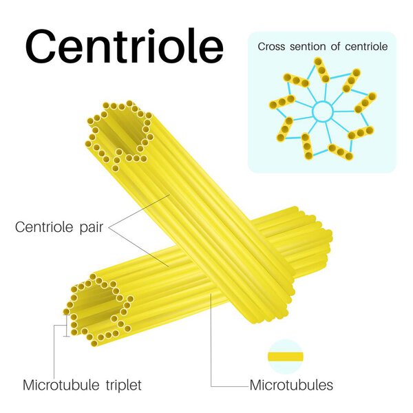 Centrioles are cylindrical organelles.Found in most eukaryotic cells.