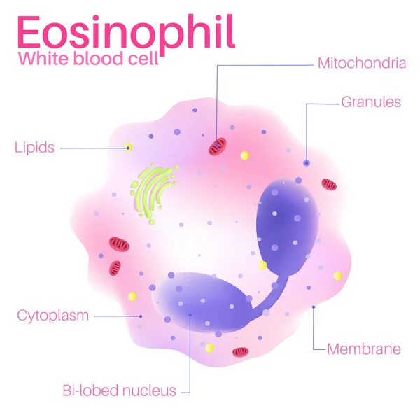 Los Eosinófilos Son Glóbulos Blancos — Vector de stock