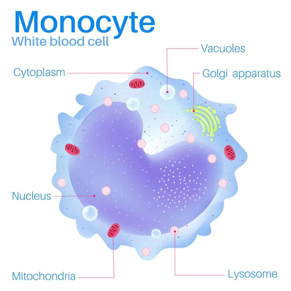 Monocyte White Blood Cells — Stock Vector