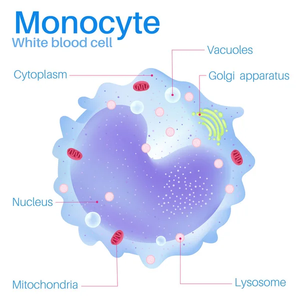 Les Monocytes Sont Des Globules Blancs — Image vectorielle