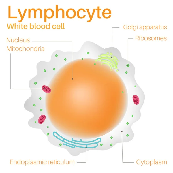 Lymfocyter Vita Blodkroppar — Stock vektor