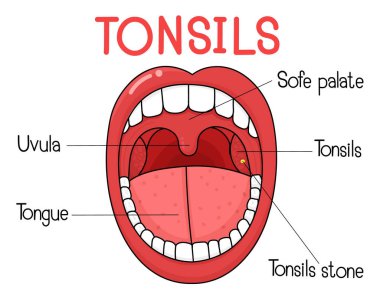 Bademciklerin anatomisi..