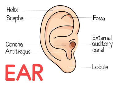 kulak anatomisi.
