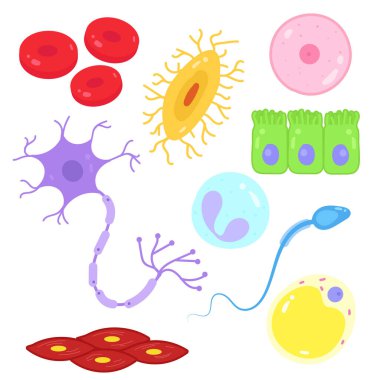 Types of cells in the human body. clipart