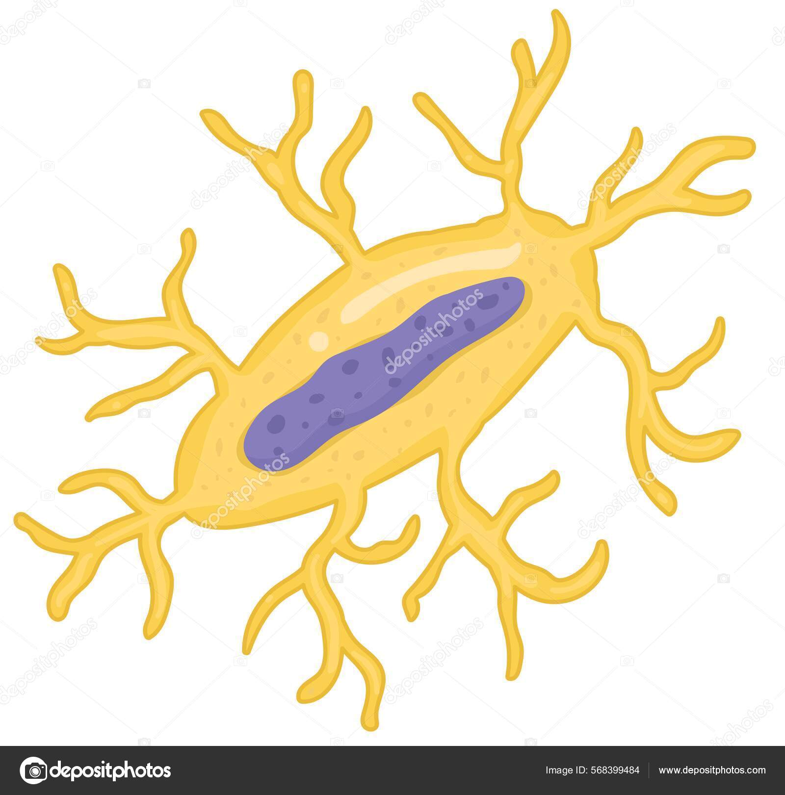 Bone cell types osteocytes stock vector by achiichiii 568399484