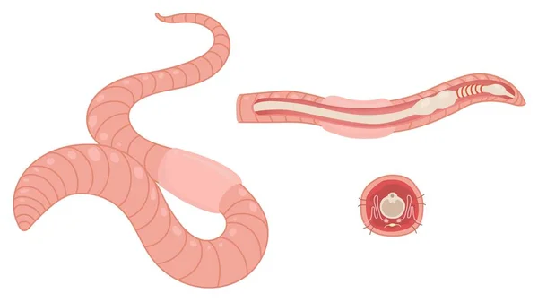 Digestive Tract Earthworms — Vector de stock
