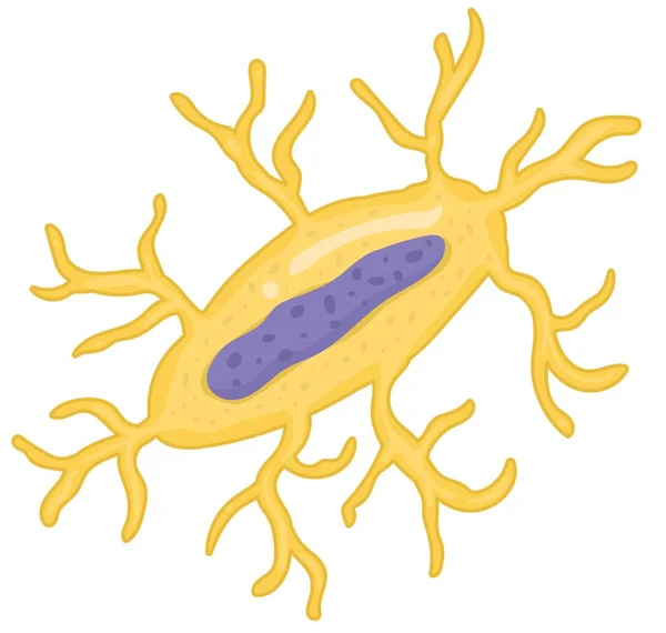 Bone Cell Types Osteocytes — Stok Vektör