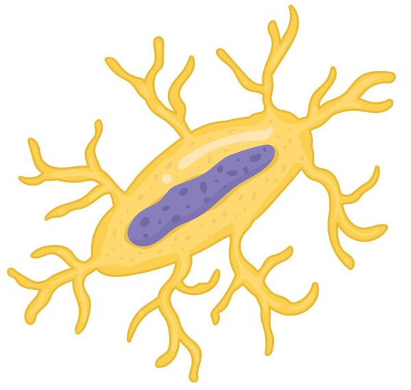 Bone cell types : Osteocytes