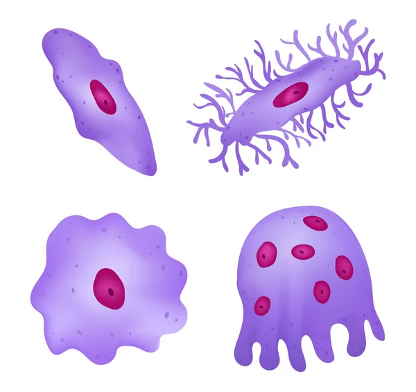 Kemik Dört Farklı Hücre Tipinden Oluşur — Stok Vektör