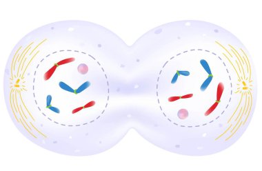 Telophase is the phase of the cell cycle.
