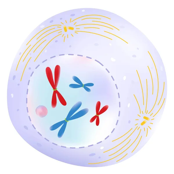 Профаза Фаза Клітинного Циклу — стоковий вектор