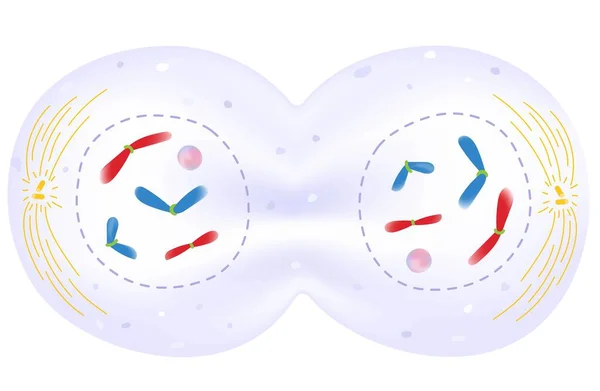 Telophase Phase Cell Cycle — Stockový vektor