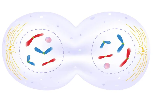 Telophase Phase Cell Cycle — Stok Vektör