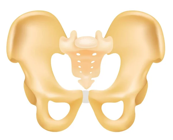 Anatomy Human Pelvic Bone — Vector de stock