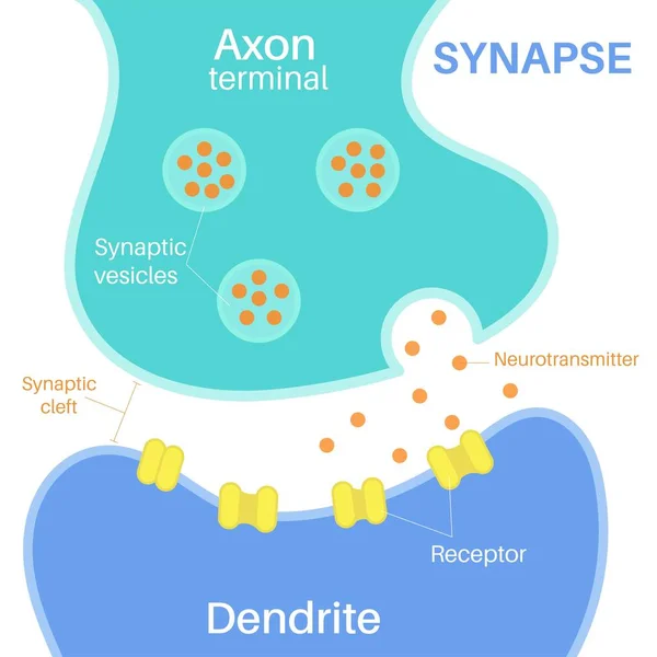 Synapse Een Structuur Die Een Neuron Toestaat — Stockvector