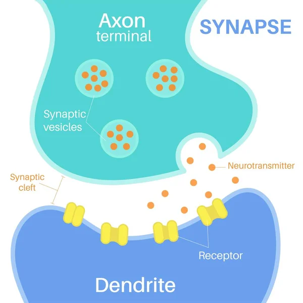 Synapse Egy Olyan Struktúra Amely Lehetővé Teszi Neuron — Stock Vector