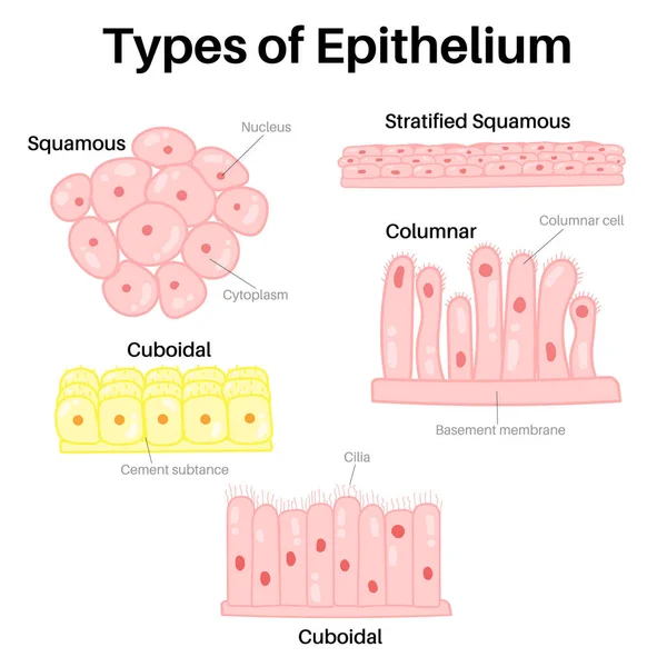 Type Epithelium Squamous Columnar Cuboidal — 스톡 벡터