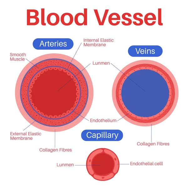 Blood Vessel Human Body — Vector de stock